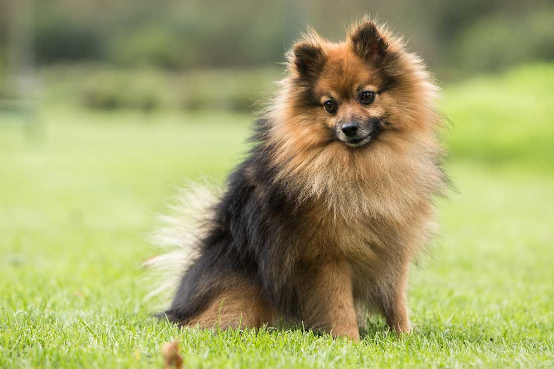 races de chien qui sont les plus exaltées