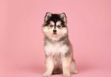 plus jolies races de chien