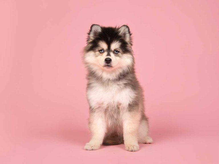 Voici les 11 races de chien les plus jolie du monde