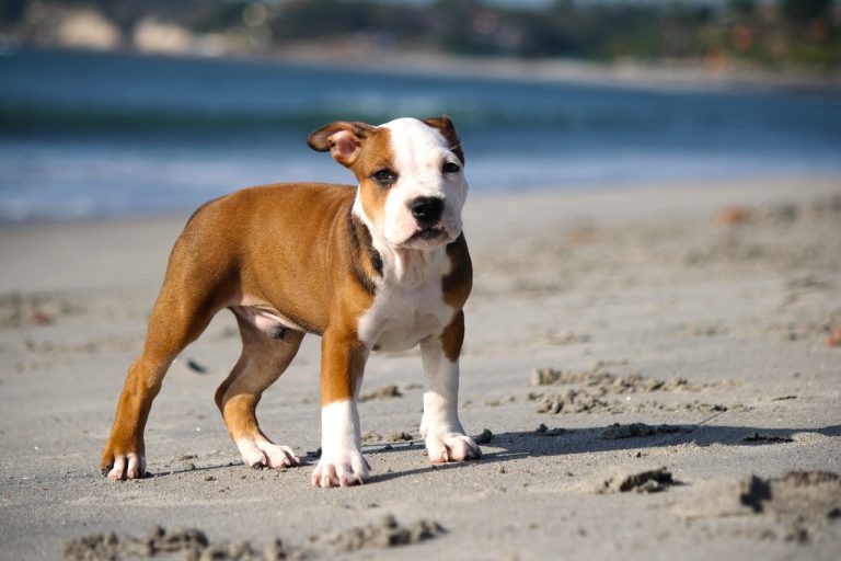 Les 5 principales fausses idées sur les pitbulls