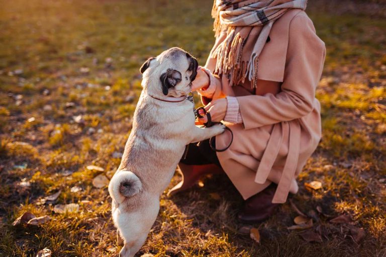 races de chien tranquilles personnes plus de 50 ans