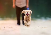 races de chien qui ont besoin de fermeté