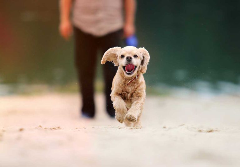 7 races de chien qui ont besoin de beaucoup de fermeté