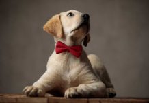 races de chien qui sont les plus accommodantes