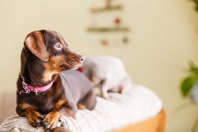 Voici les 7 races de chien qui adorent se faire chouchouter