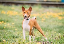 races de chien qui adorent la période estivale