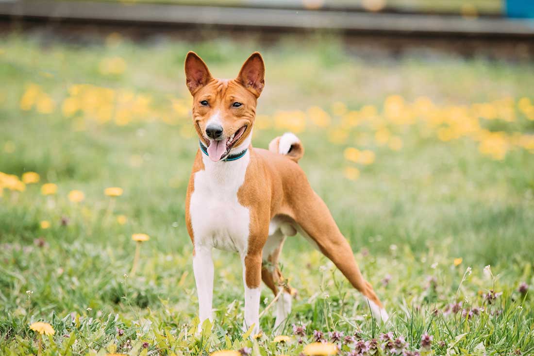 races de chien qui adorent la période estivale