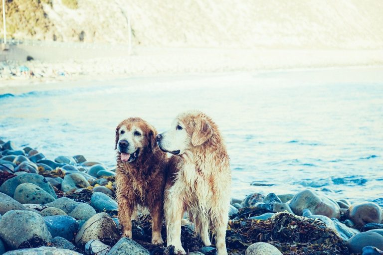 Voici les 7 races de chien qui adorent se baigner