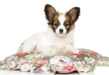 races de chien qui adulent leur maître 