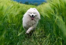 races de chien plus agitées
