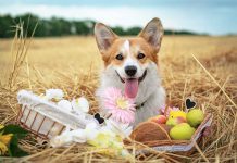 races de chien qui sont les plus agréables au quotidien