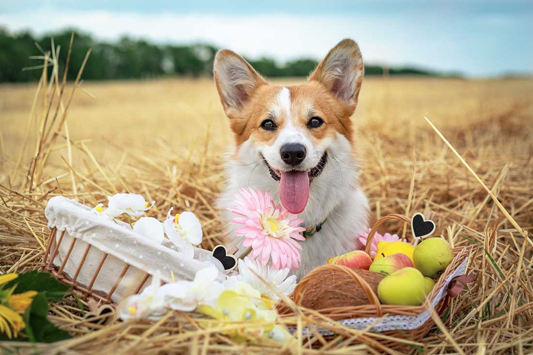 races de chien qui sont les plus agréables au quotidien