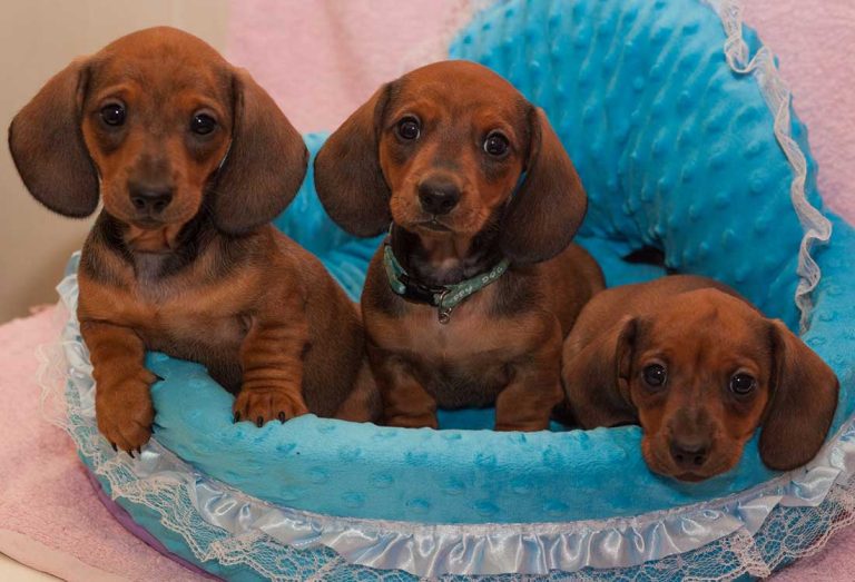 Voici les 7 races de chien qui adorent le plus être chouchoutées