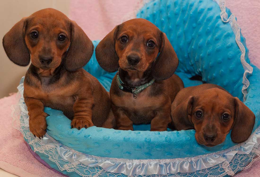 races de chien qui aiment être cajolées