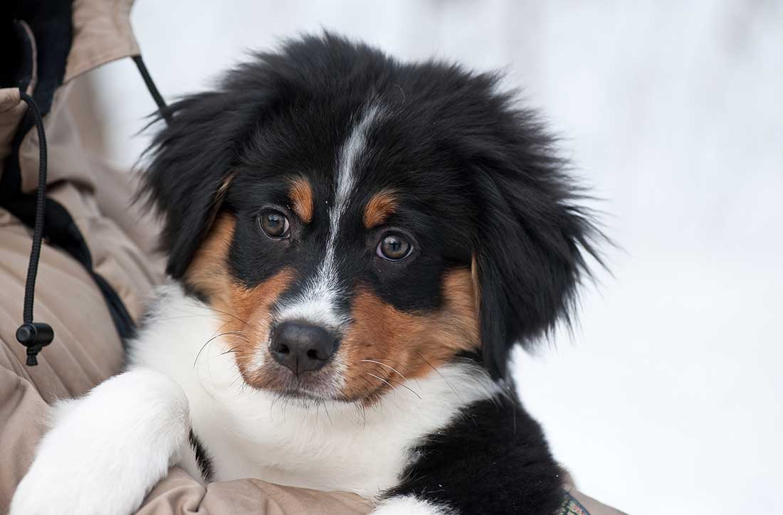 races de chien qui aiment être enlacées