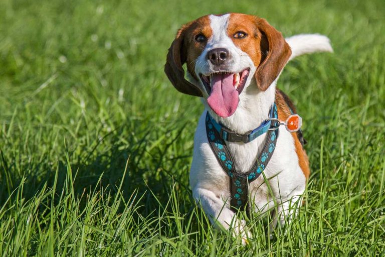 5 races de chien qui aiment se faire entendre