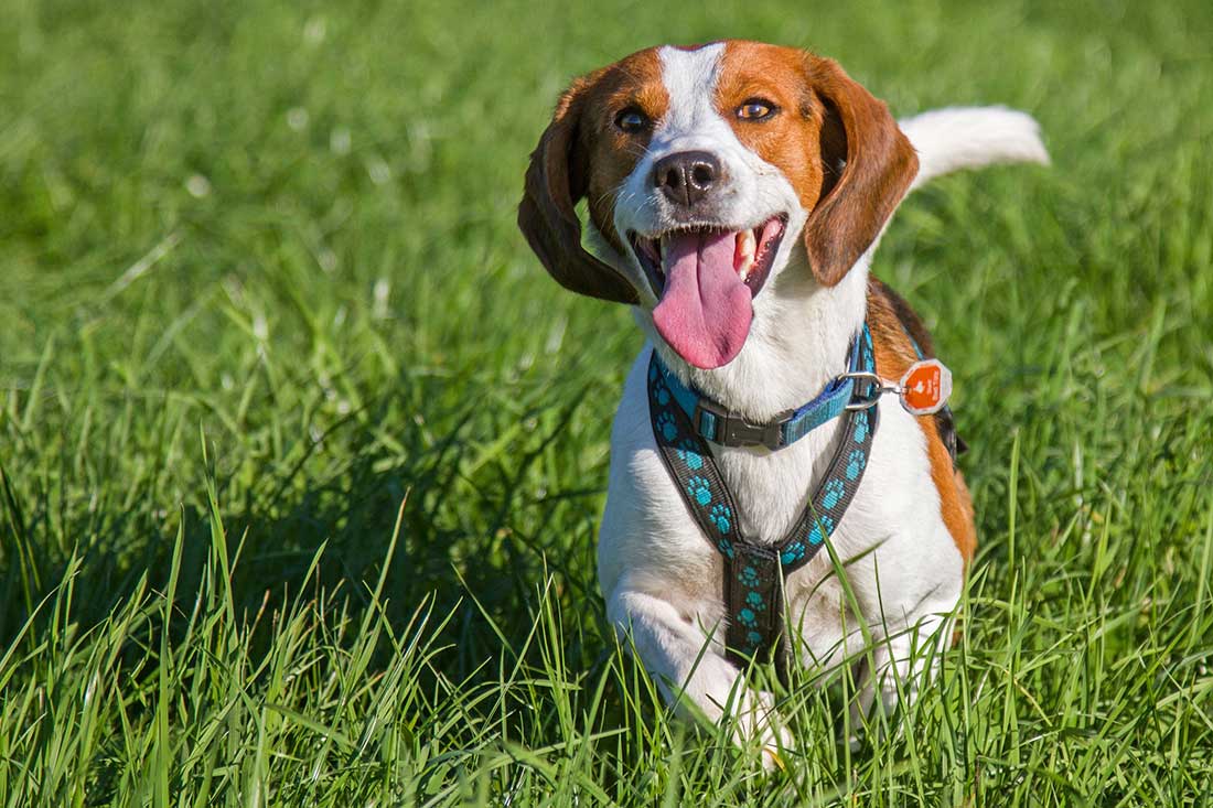 races de chien qui aiment se faire entendre