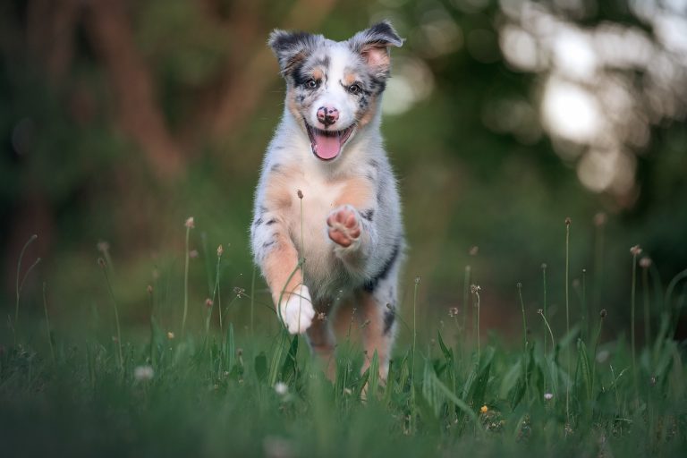 races de chien apaisent pas avec l'âge