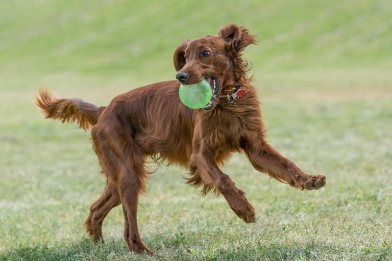 7 races de chien qui ont besoin de beaucoup d’exercice
