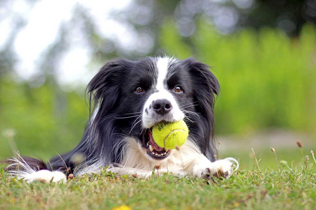 races de chien qui ont besoin de se défouler