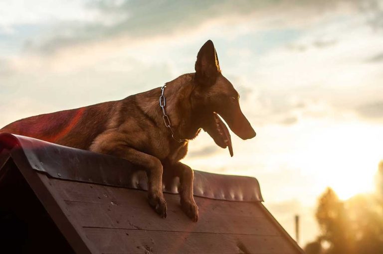 Voici 8 races de chien qui sont capables d’exploits physiques