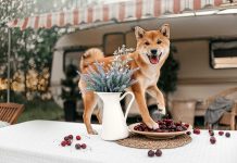 races de chien qui ont un caractère compliqué