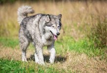 races de chien qui sont les plus coriaces