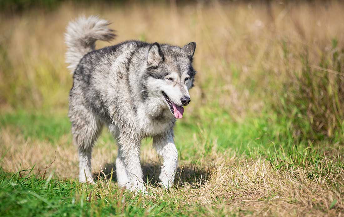 races de chien qui sont les plus coriaces