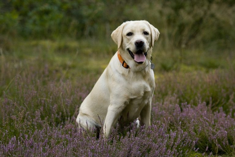 5 races de chien qui débordent vraiment de gentillesse pour leur maitre