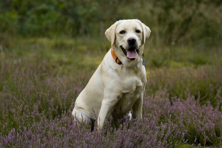 races de chien qui débordent de gentillesse