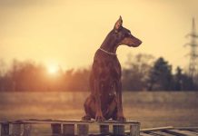 races de chien qui sont les plus défensives