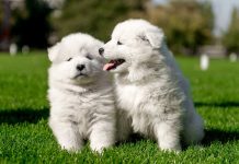 races de chien qui détestent la période estivale