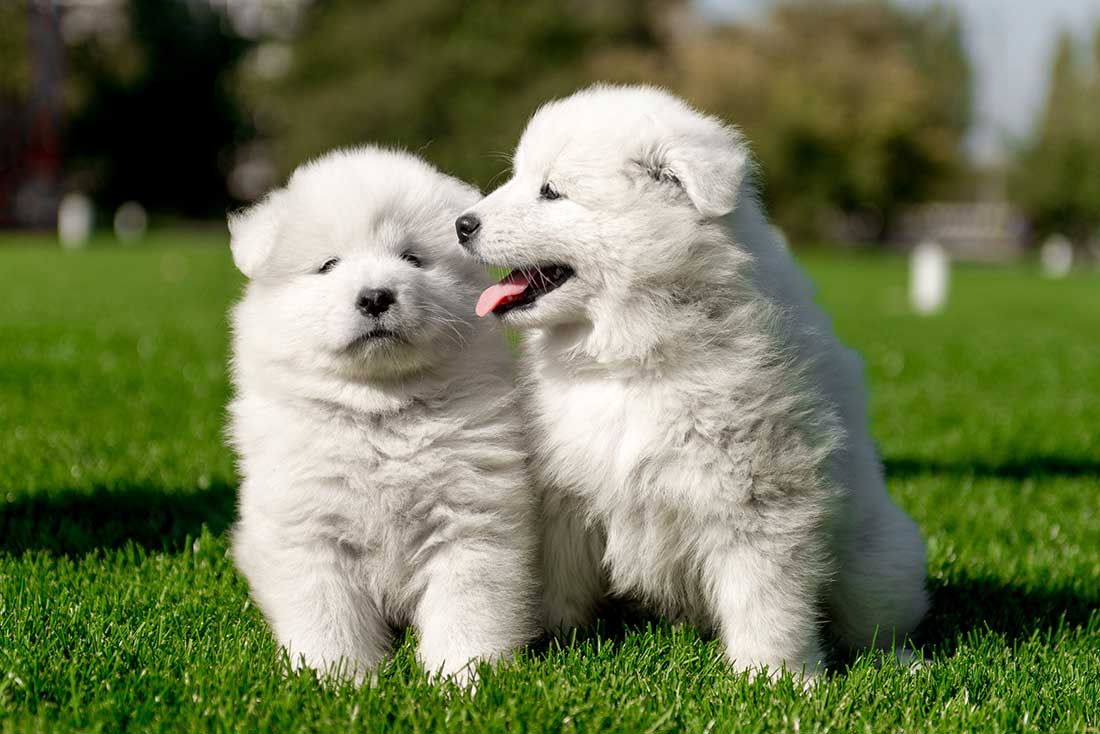 races de chien qui détestent la période estivale