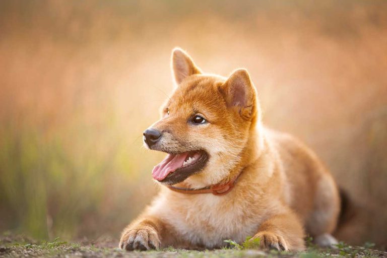 6 races de chien difficiles à maitriser