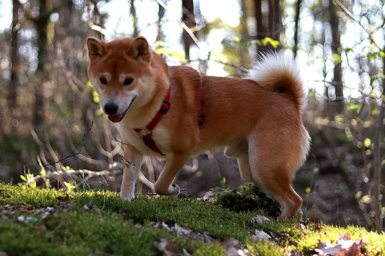 5 races de chien difficiles à élever