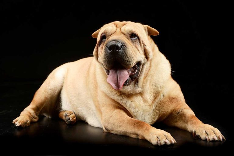6 races de chien dont l’éducation sera longue