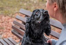 races de chien qui vont vous émouvoir