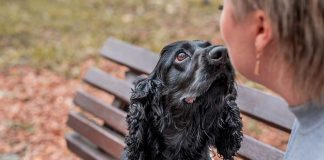 races de chien qui vont vous émouvoir