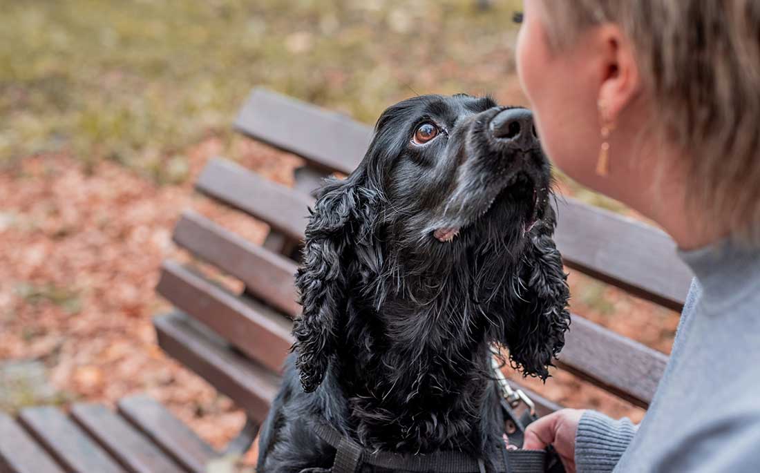 races de chien qui vont vous émouvoir