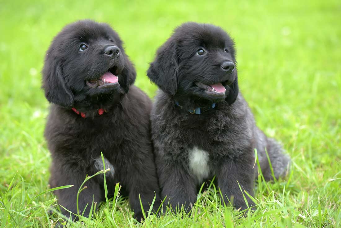 races de chien ont de l’estime pour maître