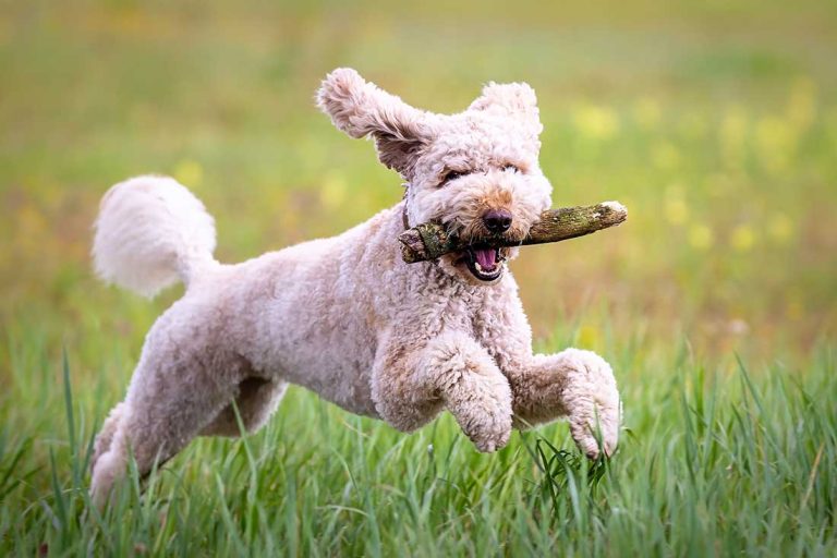 races de chien qui sont les plus étonnantes