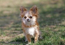 races de chien les plus exclusives 