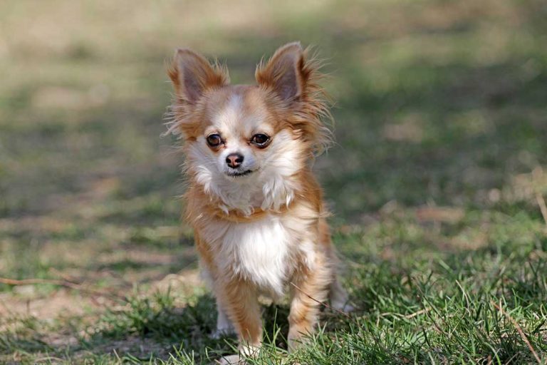 5 races de chien qui sont les plus exclusives 