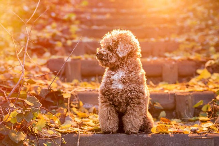 Les 10 races de chien qui sont très faciles à élever