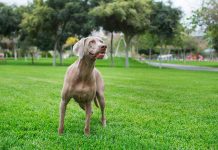 races de chien qui sont les plus fiables
