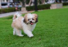 races de chien qui gardent leurs distances