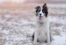 races de chien besoin d’un grand espace