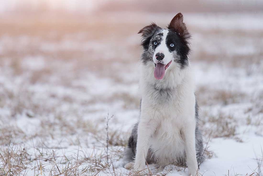 races de chien besoin d’un grand espace