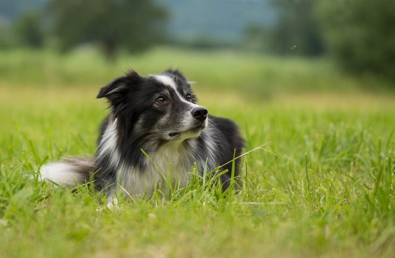 5 races de chien idéales pour les personnes qui ont du temps