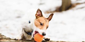 races de chien les plus impétueuses